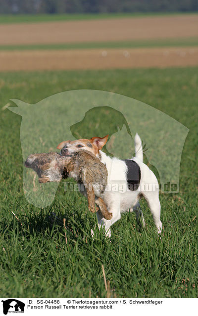 Parson Russell Terrier retrieves rabbit / SS-04458