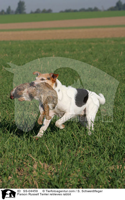 Parson Russell Terrier apportiert Kaninchen / Parson Russell Terrier retrieves rabbit / SS-04459
