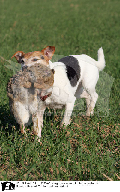 Parson Russell Terrier apportiert Kaninchen / Parson Russell Terrier retrieves rabbit / SS-04462