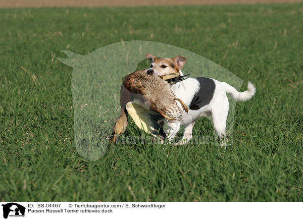 Parson Russell Terrier apportiert Ente / Parson Russell Terrier retrieves duck / SS-04467
