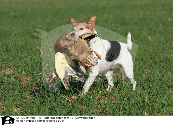 Parson Russell Terrier apportiert Ente / Parson Russell Terrier retrieves duck / SS-04468