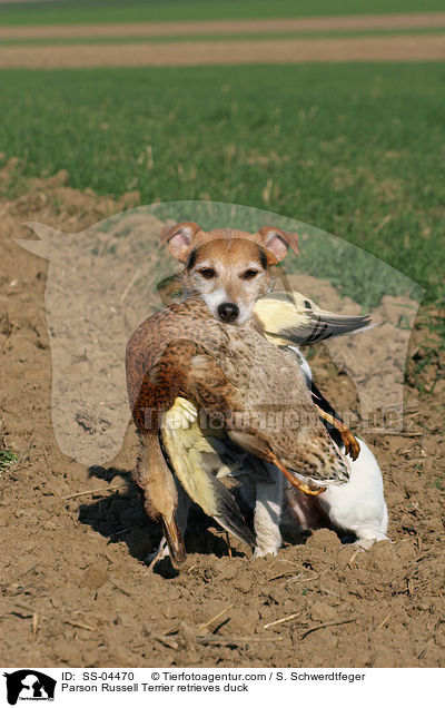Parson Russell Terrier retrieves duck / SS-04470