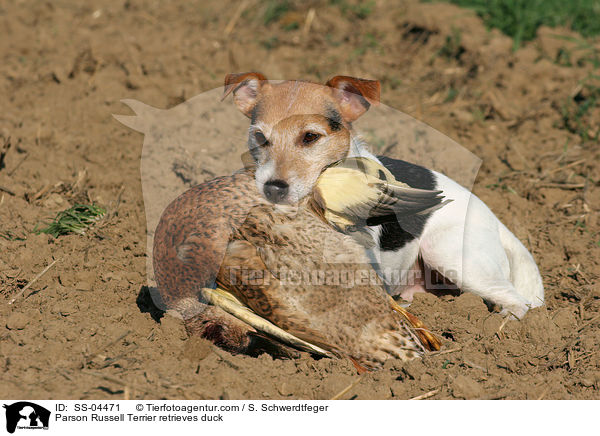 Parson Russell Terrier apportiert Ente / Parson Russell Terrier retrieves duck / SS-04471