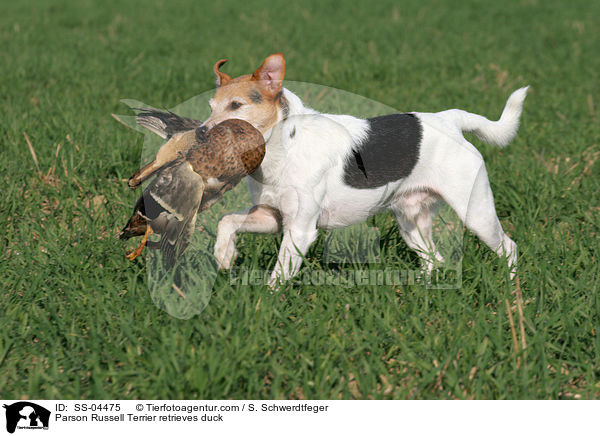 Parson Russell Terrier apportiert Ente / Parson Russell Terrier retrieves duck / SS-04475