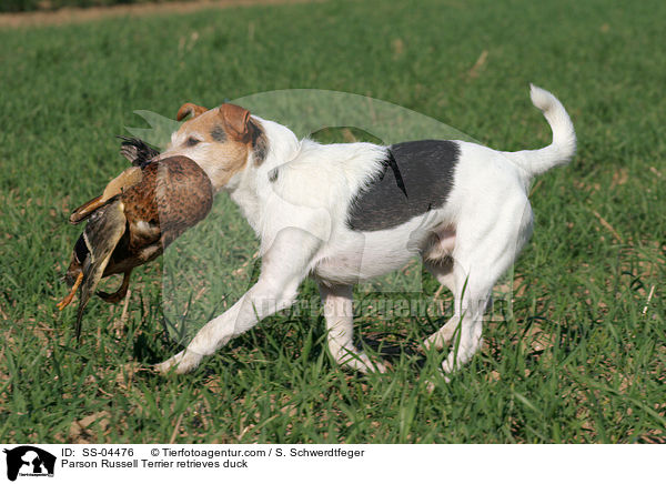 Parson Russell Terrier apportiert Ente / Parson Russell Terrier retrieves duck / SS-04476