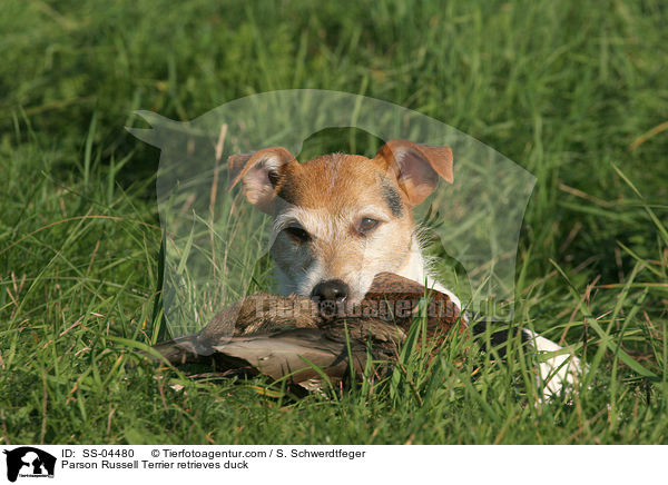 Parson Russell Terrier apportiert Ente / Parson Russell Terrier retrieves duck / SS-04480