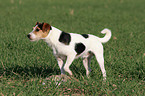 Parson Russell Terrier with dead rabbit