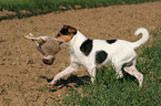 Parson Russell Terrier retrieves rabbit