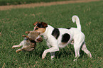 Parson Russell Terrier retrieves rabbit