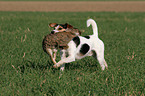 Parson Russell Terrier retrieves rabbit
