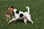 Parson Russell Terrier retrieves rabbit