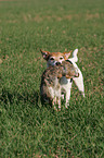 Parson Russell Terrier retrieves rabbit