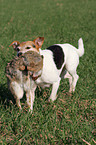 Parson Russell Terrier retrieves rabbit