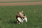 Parson Russell Terrier retrieves duck