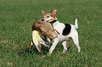 Parson Russell Terrier retrieves duck