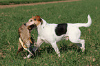 Parson Russell Terrier retrieves duck