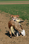 Parson Russell Terrier retrieves duck