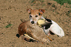 Parson Russell Terrier retrieves duck