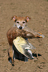 Parson Russell Terrier retrieves duck