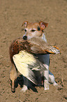 Parson Russell Terrier retrieves duck