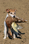 Parson Russell Terrier retrieves duck