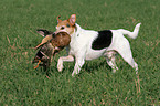 Parson Russell Terrier retrieves duck