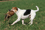 Parson Russell Terrier retrieves duck