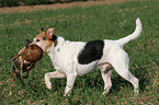 Parson Russell Terrier retrieves duck