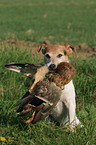 Parson Russell Terrier retrieves duck