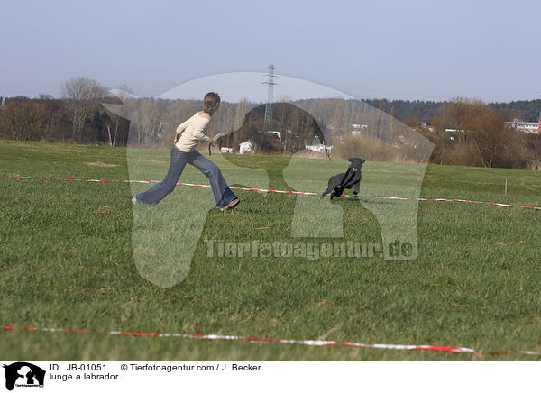 Labrador wird longiert / lunge a labrador / JB-01051