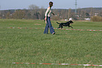 lunge a labrador