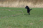 lunge a labrador