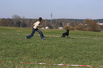 lunge a labrador