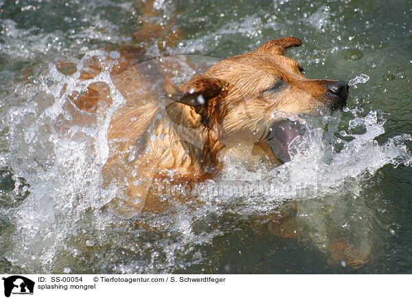 splashing mongrel / SS-00054