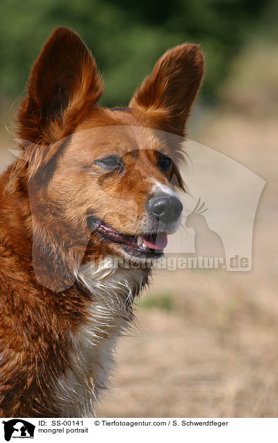 Mischling Portrait / mongrel portrait / SS-00141