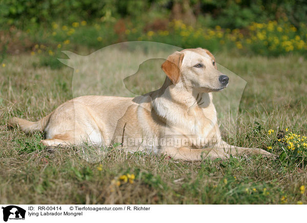 liegender Labrador Mischling / lying Labrador Mongrel / RR-00414