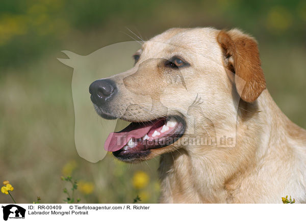 Labrador Mischling / Labrador Mongrel Portrait / RR-00409