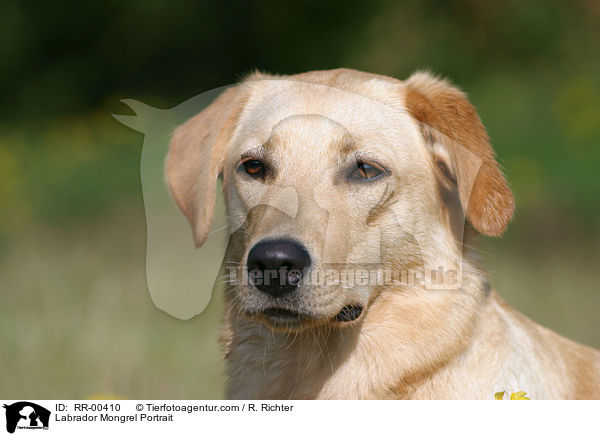 Labrador Mischling / Labrador Mongrel Portrait / RR-00410