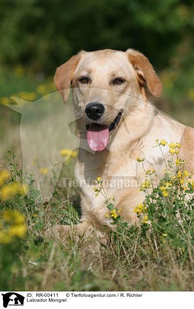 Labrador Mischling / Labrador Mongrel / RR-00411