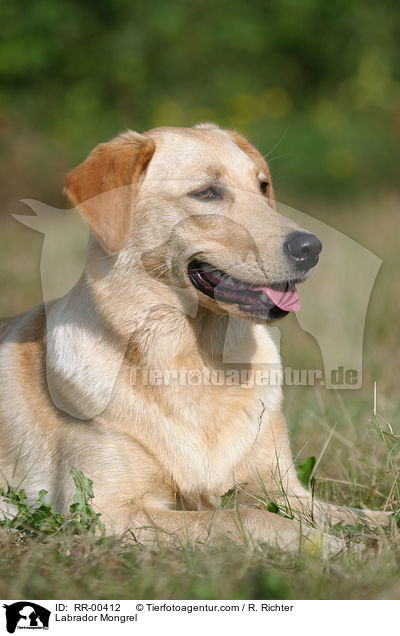 Labrador Mischling / Labrador Mongrel / RR-00412