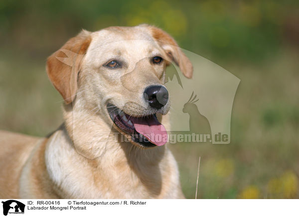 Labrador Mischling / Labrador Mongrel Portrait / RR-00416