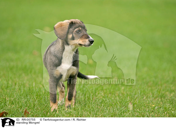 stehender Mischling / standing Mongrel / RR-00755
