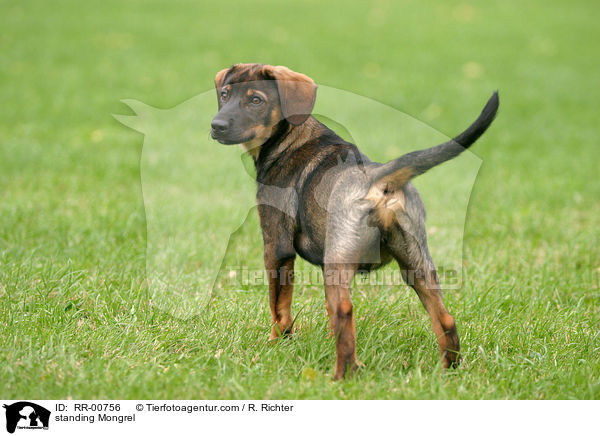 stehender Mischling / standing Mongrel / RR-00756