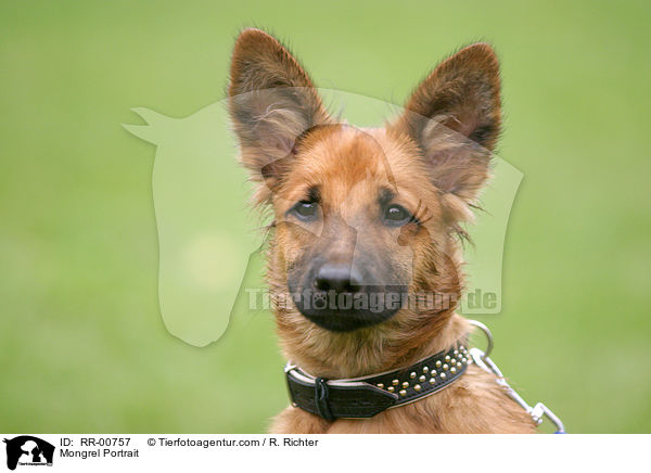 Mischling / Mongrel Portrait / RR-00757