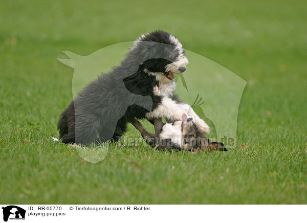 spielende Hunde / playing puppies / RR-00770