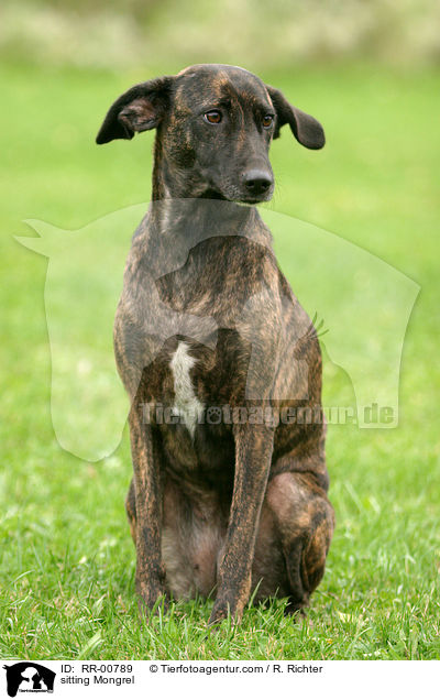sitzender Mischling / sitting Mongrel / RR-00789