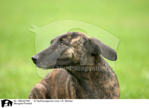 Mischling / Mongrel Portrait / RR-00790