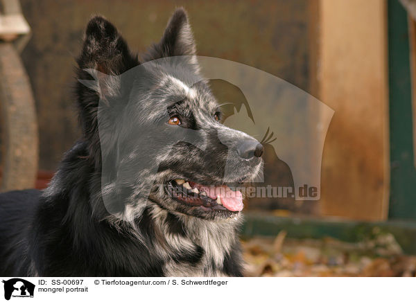 Mischling Portrait / mongrel portrait / SS-00697
