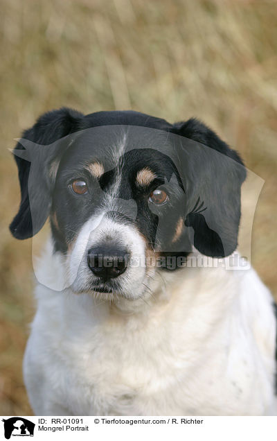 Mnsterlnder-Mischling / Mongrel Portrait / RR-01091