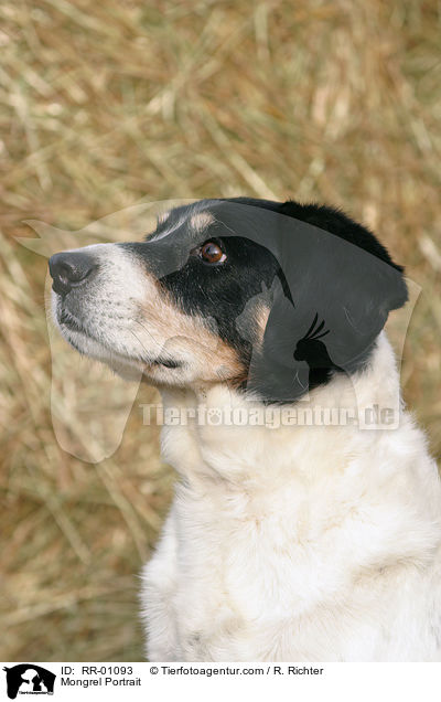Mnsterlnder-Mischling / Mongrel Portrait / RR-01093